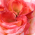 Roșu și alb - Trandafir teahibrid - Maxim®